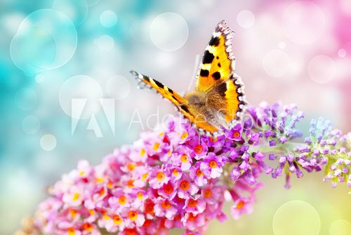 Fototapeta butterfly on flower