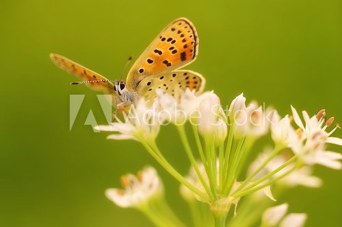 Fototapeta Butterfly on onion flower