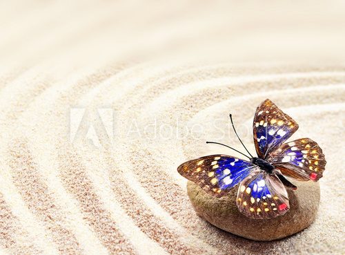 Fototapeta Butterfly on sand