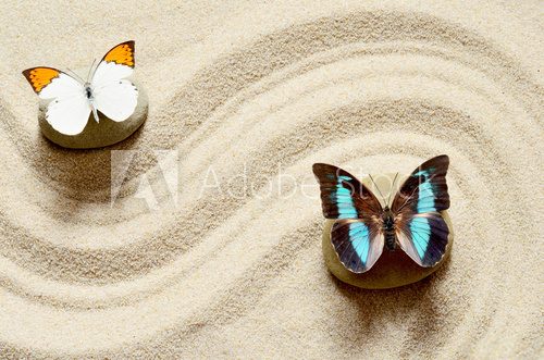 Fototapeta Butterfly  on the sand