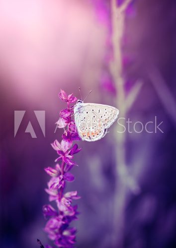 Fototapeta Butterfly on the wild flower