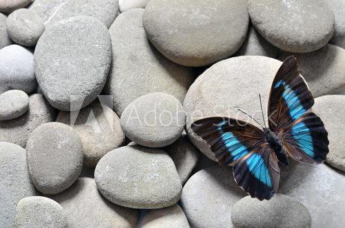 Fototapeta Butterfly prepona laerte and stones