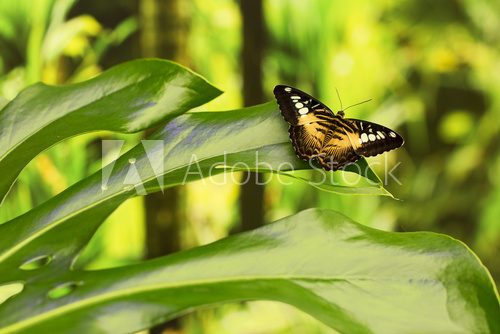 Fototapeta Butterfly sitting on a flower.