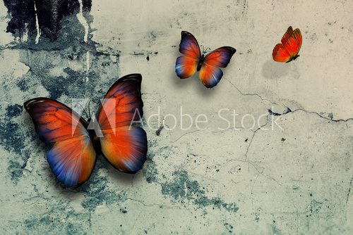 Fototapeta butterflys