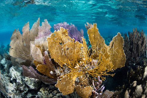Fototapeta Caribbean Sea Fans and Corals