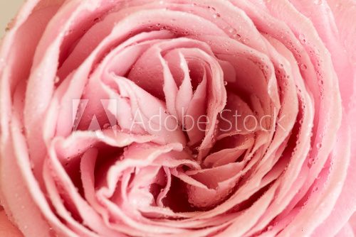 Fototapeta center of pink rose with water drops  - series of pink flowers