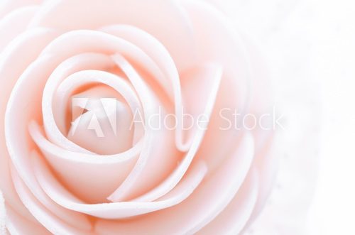 Fototapeta center pink rose macro.