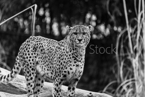 Fototapeta Cheetah in Black and White at the National Zoo in Washington DC