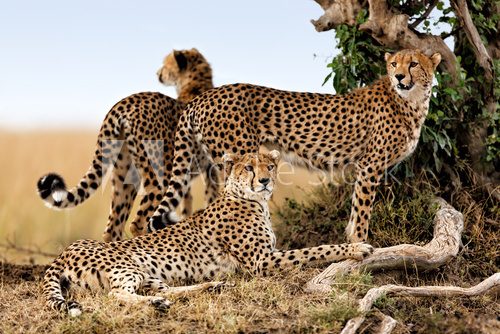 Fototapeta Cheetah mother and cubs looking for food
