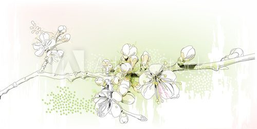 Fototapeta cherry blossoms in full bloom