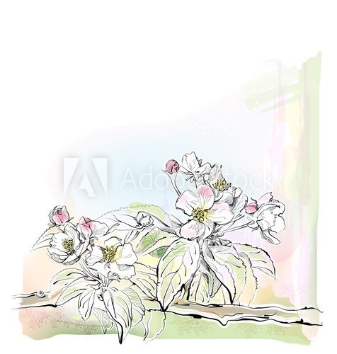 Fototapeta cherry blossoms in full bloom