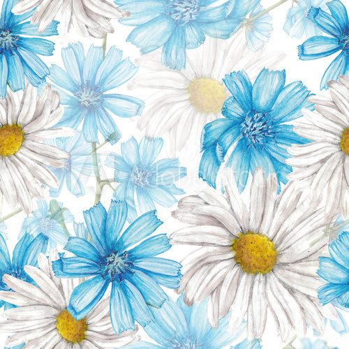 Fototapeta Chicory and chamomile