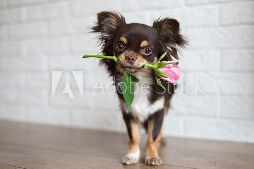 Fototapeta chihuahua dog standing with a pink rose