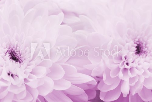 Fototapeta Chrysanthemum flowers for background, beautiful floral texture, retro toning, pink color, macro