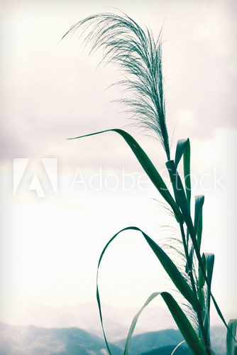 Fototapeta Cicha sylwetka trawy o zmierzchu