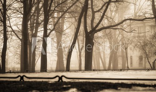 Fototapeta City Park in winter fog
