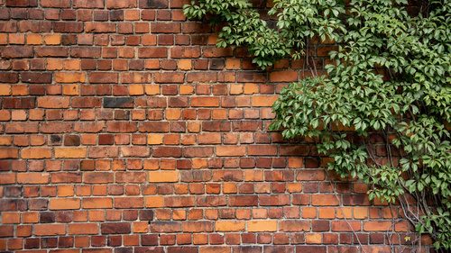 Fototapeta Climbing plant, green ivy or vine plant growing on antique brick wall of abandoned house. Retro style background