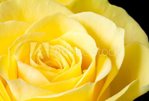 Fototapeta Close up image of yellow rose