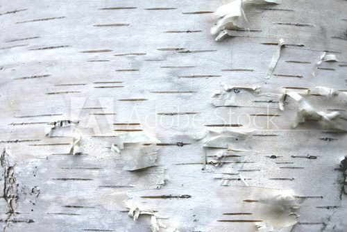 Fototapeta close up of birch bark texture, natural background paper