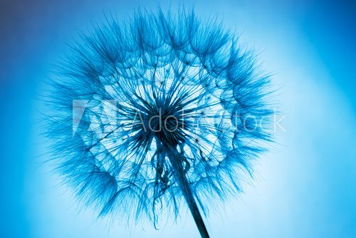 Fototapeta close up of dandelion