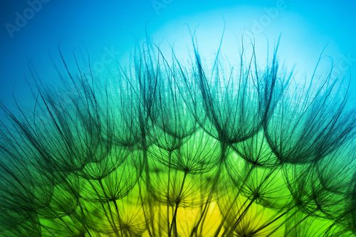 Fototapeta close up of dandelion