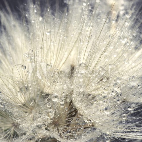 Fototapeta Close-up of dandelion with drops