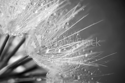 Fototapeta Close-up of dandelion with drops