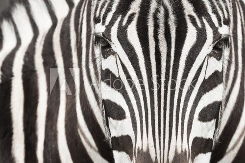 Fototapeta Close-up of zebra head and body with beautiful striped pattern