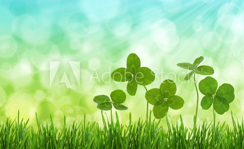 Fototapeta Close-up shot of four-leaf clovers in a field.