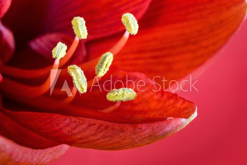 Fototapeta Closeup of a amaryllis bloom
