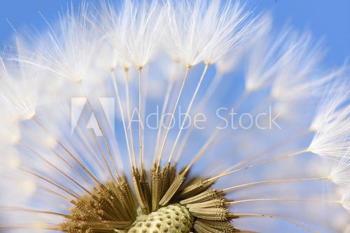 Fototapeta Closeup of dandelion on blue background