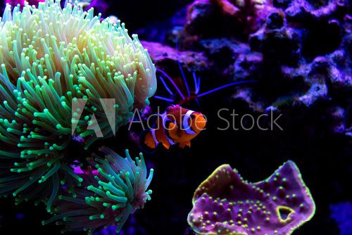 Fototapeta Clownfish (Amphiprion ocellaris) in Green torch coral