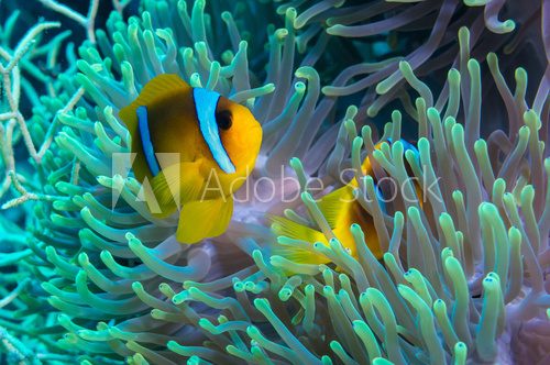 Fototapeta Clownfish and anemone on a tropical coral reef