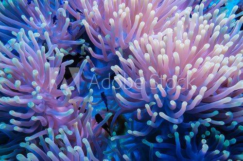 Fototapeta Clownfish and anemone on a tropical coral reef