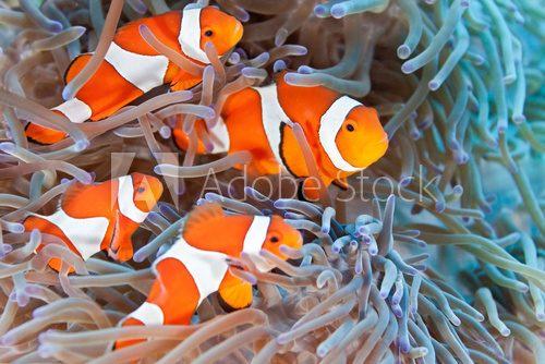 Fototapeta Clownfish