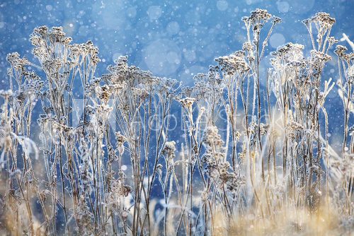 Fototapeta cold day frost grass landscape