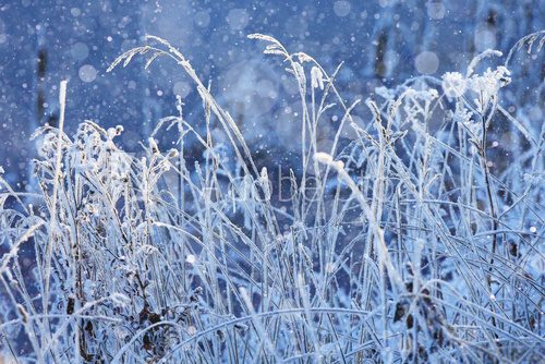 Fototapeta cold day frost grass landscape