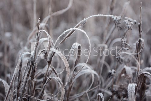 Fototapeta Cold hoarfrost on fall grass at winter