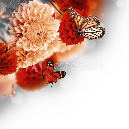 Fototapeta Colorful autumn chrysanthemums with flares, butterfly
