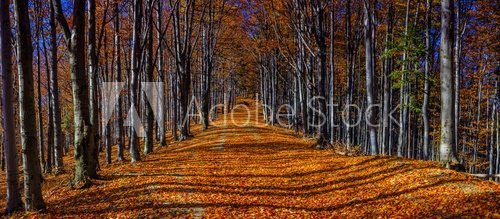 Fototapeta Colorful autumn trees