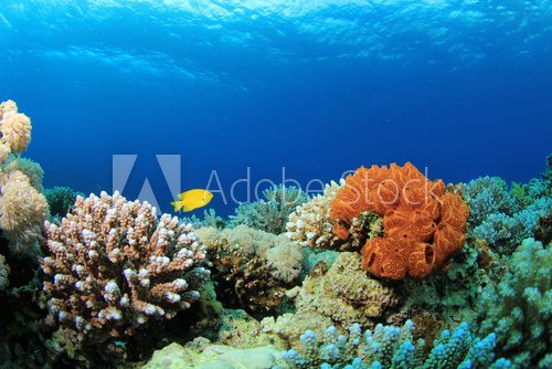 Fototapeta Colorful Corals on a Red Sea reef