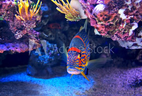 Fototapeta Colorful fish on the bottom.