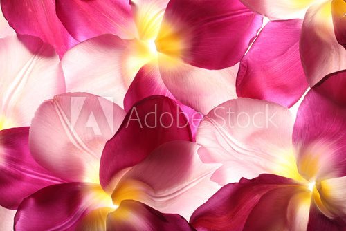 Fototapeta colorful flower petals