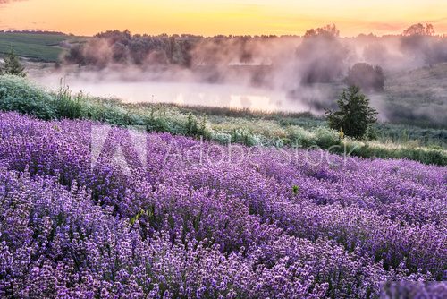 Fototapeta Colorful flowering lavandula or lavender field in the dawn light.