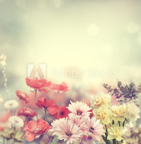 Fototapeta Colorful Flowers