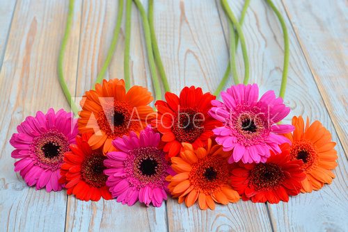 Fototapeta Colorful gerber daisies on a old wooden shelves background with empty copy space