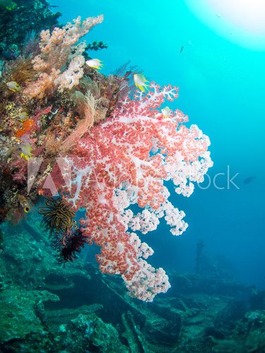 Fototapeta Colorful soft coral and fish