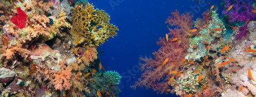 Fototapeta Colorful underwater reef with coral and sponges
