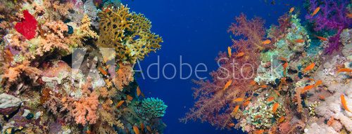 Fototapeta Colorful underwater reef with coral and sponges
