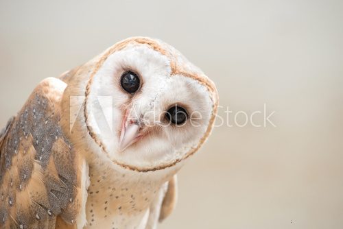 Fototapeta common barn owl ( Tyto albahead ) close up